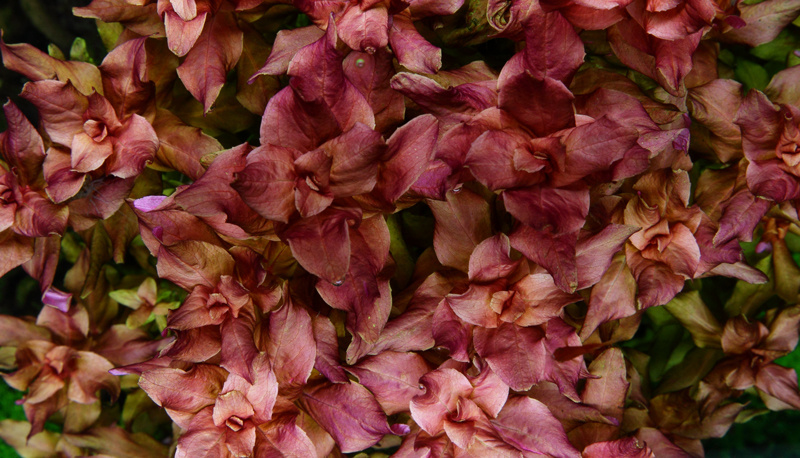 Rotala macrandra - 1-2-Grow!