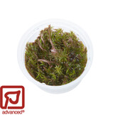 Rotala wallichii 1-2-Grow!