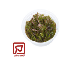 Rotala wallichii 1-2-Grow!
