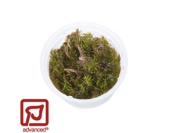 Rotala wallichii 1-2-Grow!