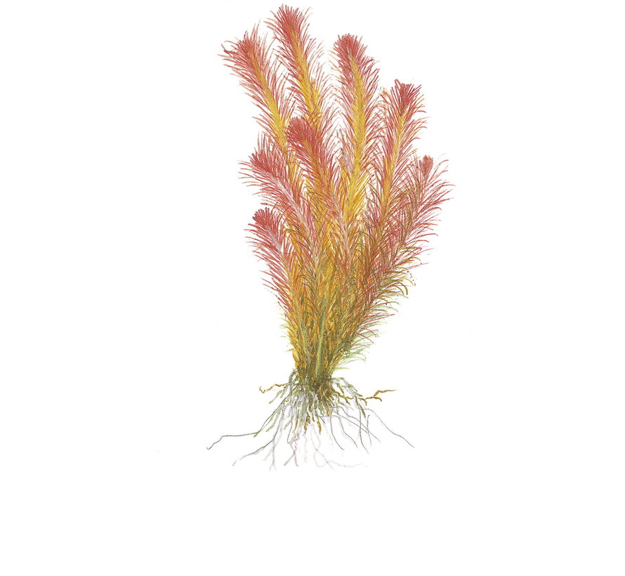 Rotala wallichii 1-2-Grow!