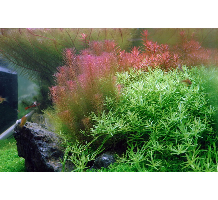 Rotala wallichii 1-2-Grow!