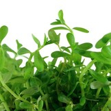 Rotala rotundifolia Green - 1-2-Grow!