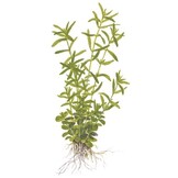 Rotala rotundifolia Green - 1-2-Grow!
