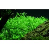 Rotala rotundifolia Green - 1-2-Grow!