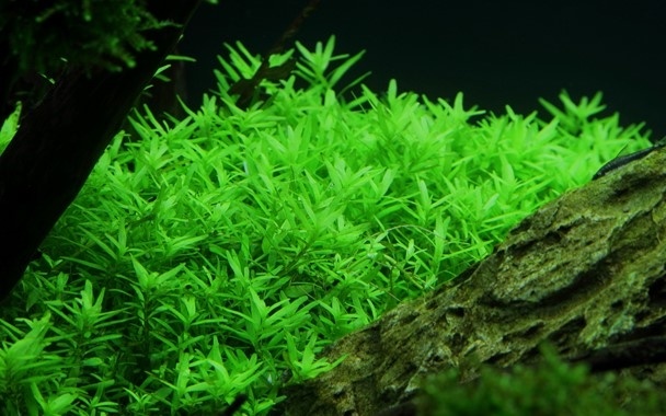 Rotala rotundifolia Green - 1-2-Grow!