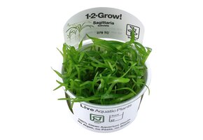 Sagittaria subulata - 1-2-GROW!