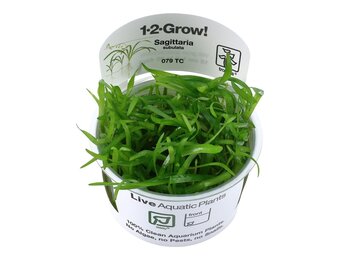Sagittaria subulata - 1-2-GROW!