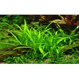 Sagittaria subulata - 1-2-GROW!