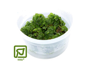 Salvinia auriculata (minima) - 1-2-Grow!