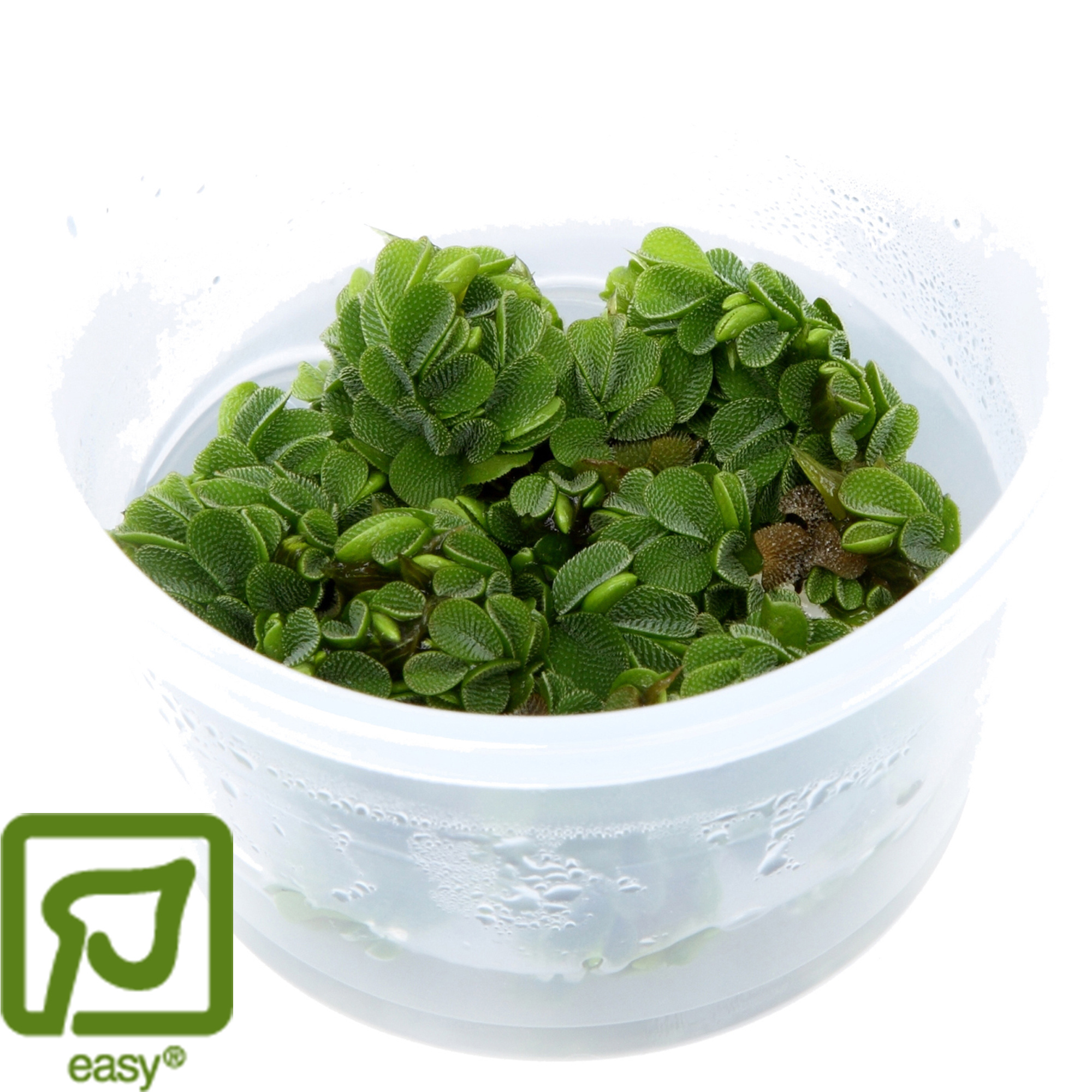 Salvinia auriculata (minima) - 1-2-Grow!