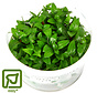 Staurogyne repens - 1-2-Grow!