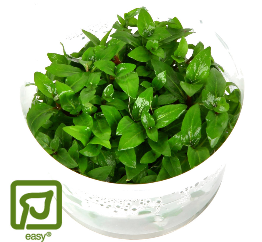 Staurogyne repens - 1-2-Grow!