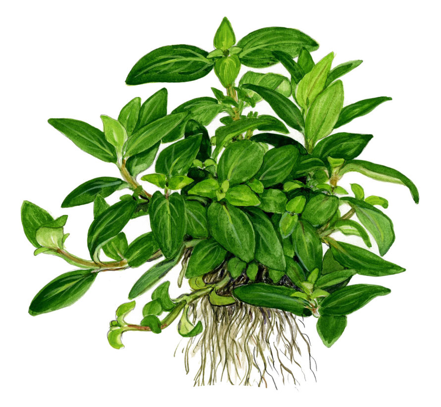 Staurogyne repens - 1-2-Grow!