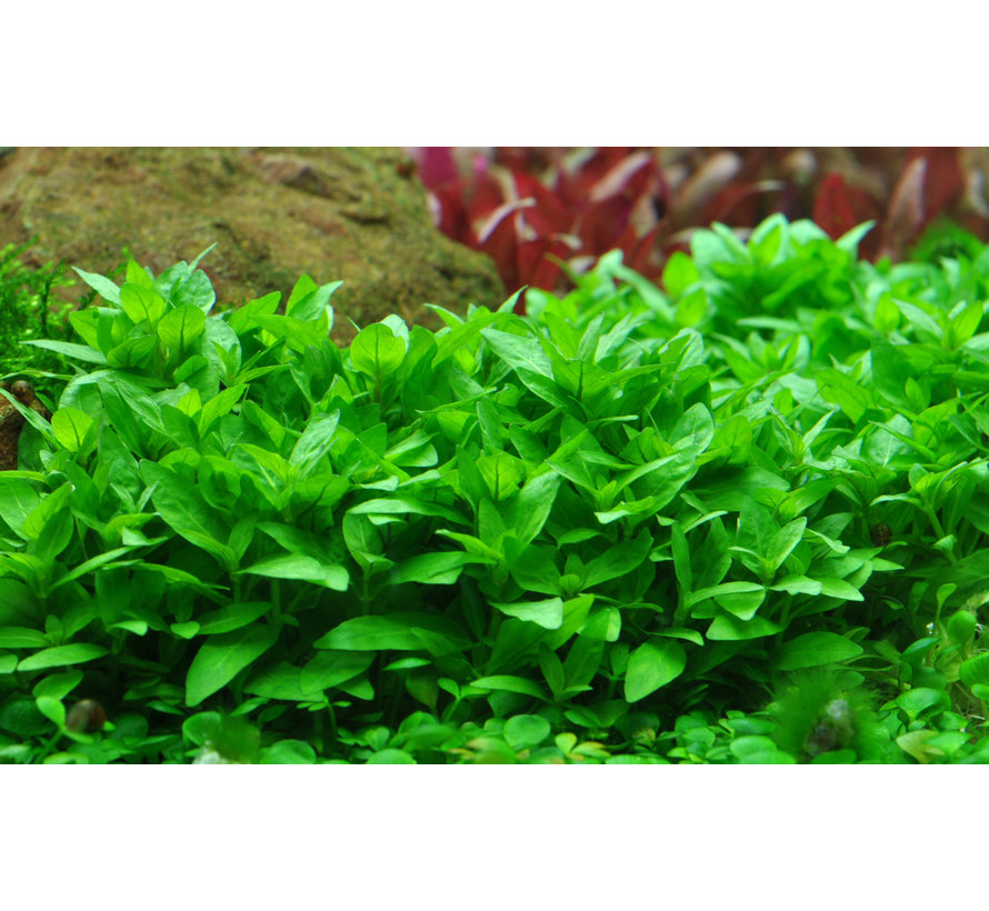 Staurogyne repens - 1-2-Grow!