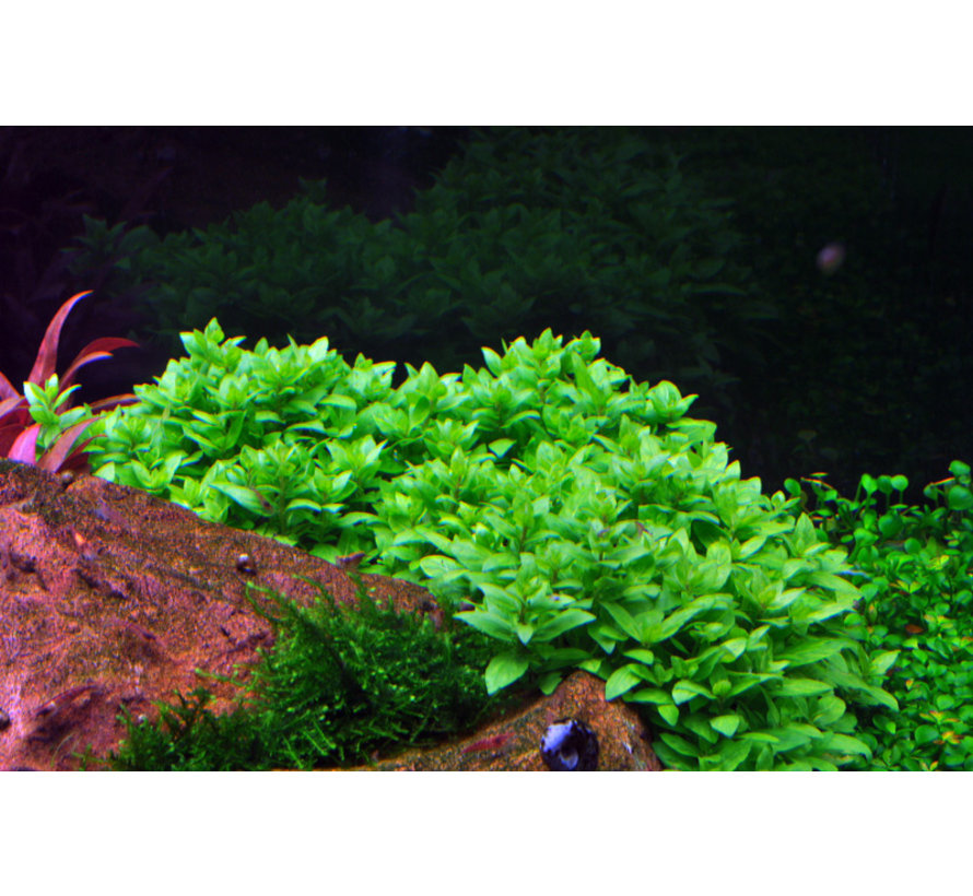 Staurogyne repens - 1-2-Grow!