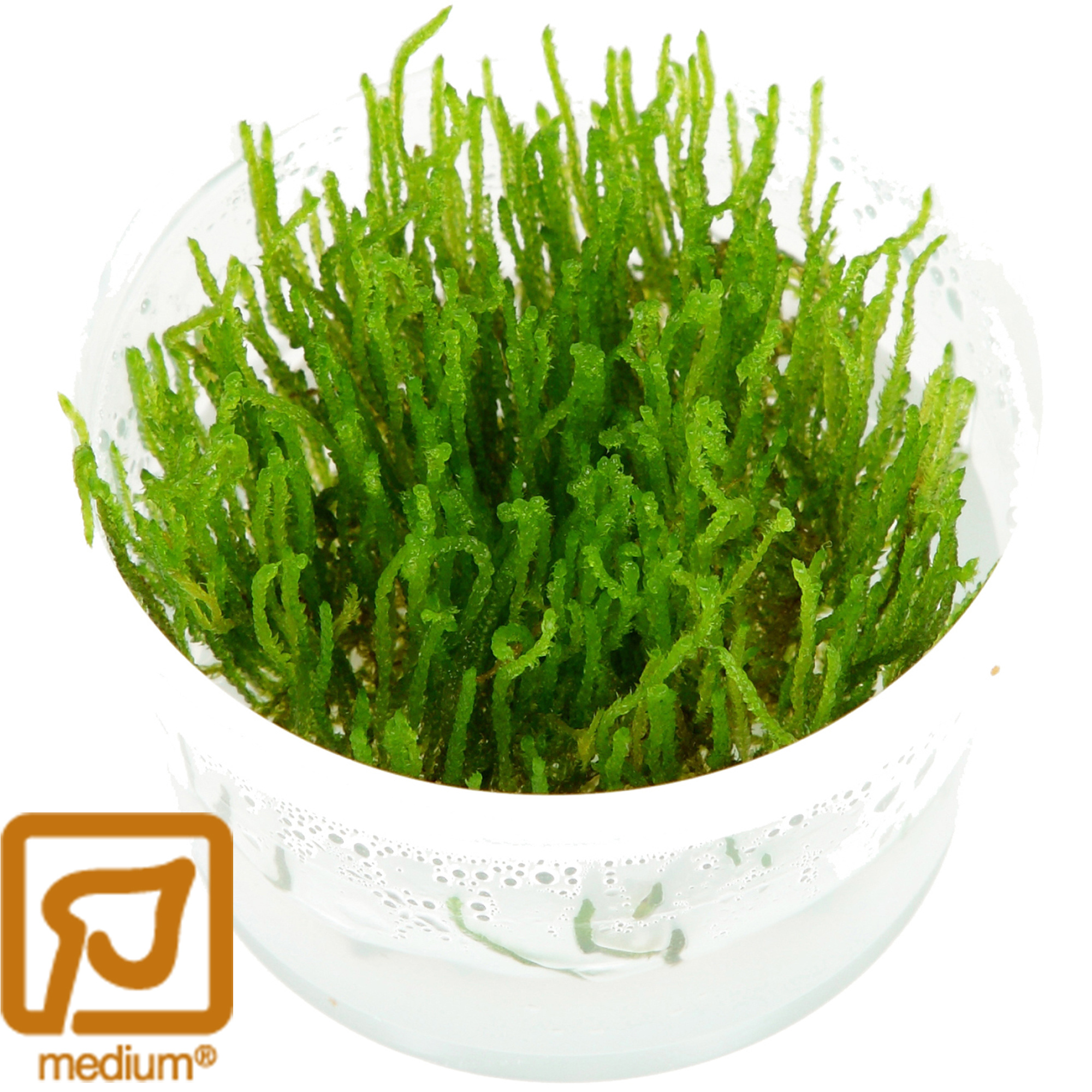 Taxiphyllum Flame - 1-2-Grow!