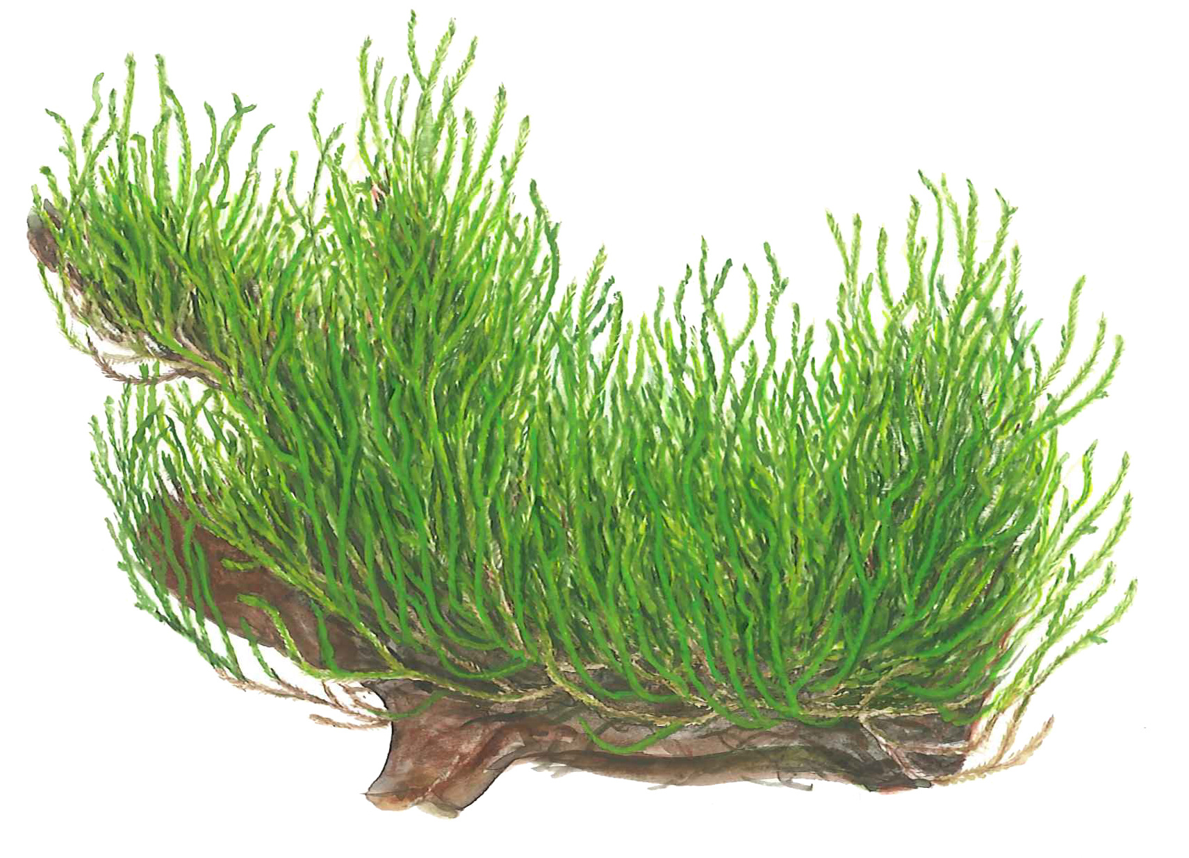 Taxiphyllum Flame - 1-2-Grow!