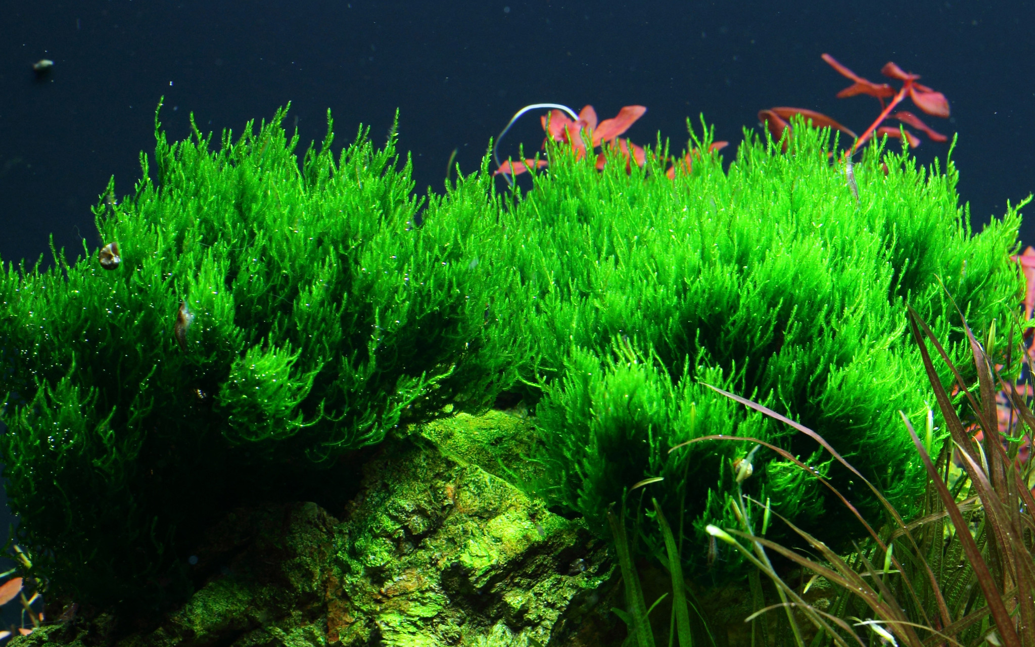 Taxiphyllum Flame - 1-2-Grow!