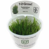 Taxiphyllum Taiwan moss - 1-2-Grow!