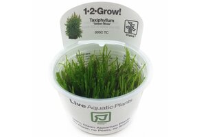 Taxiphyllum Taiwan moss - 1-2-Grow!