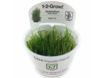 Taxiphyllum Taiwan moss - 1-2-Grow!