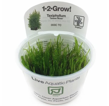 Tropica Taxiphyllum Taiwan moss - 1-2-Grow!