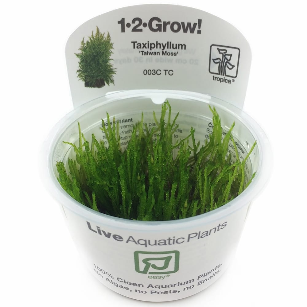 Taxiphyllum Taiwan moss - 1-2-Grow!