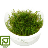 Taxiphyllum barbieri - Javamos 1-2-Grow!