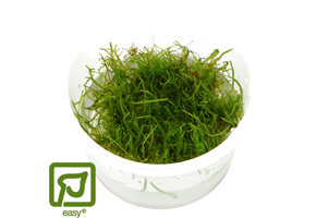 Taxiphyllum barbieri - Javamos 1-2-Grow!