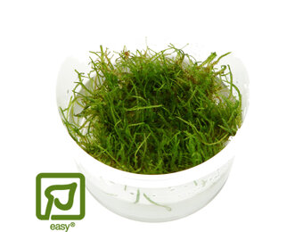Taxiphyllum barbieri - Javamos 1-2-Grow!