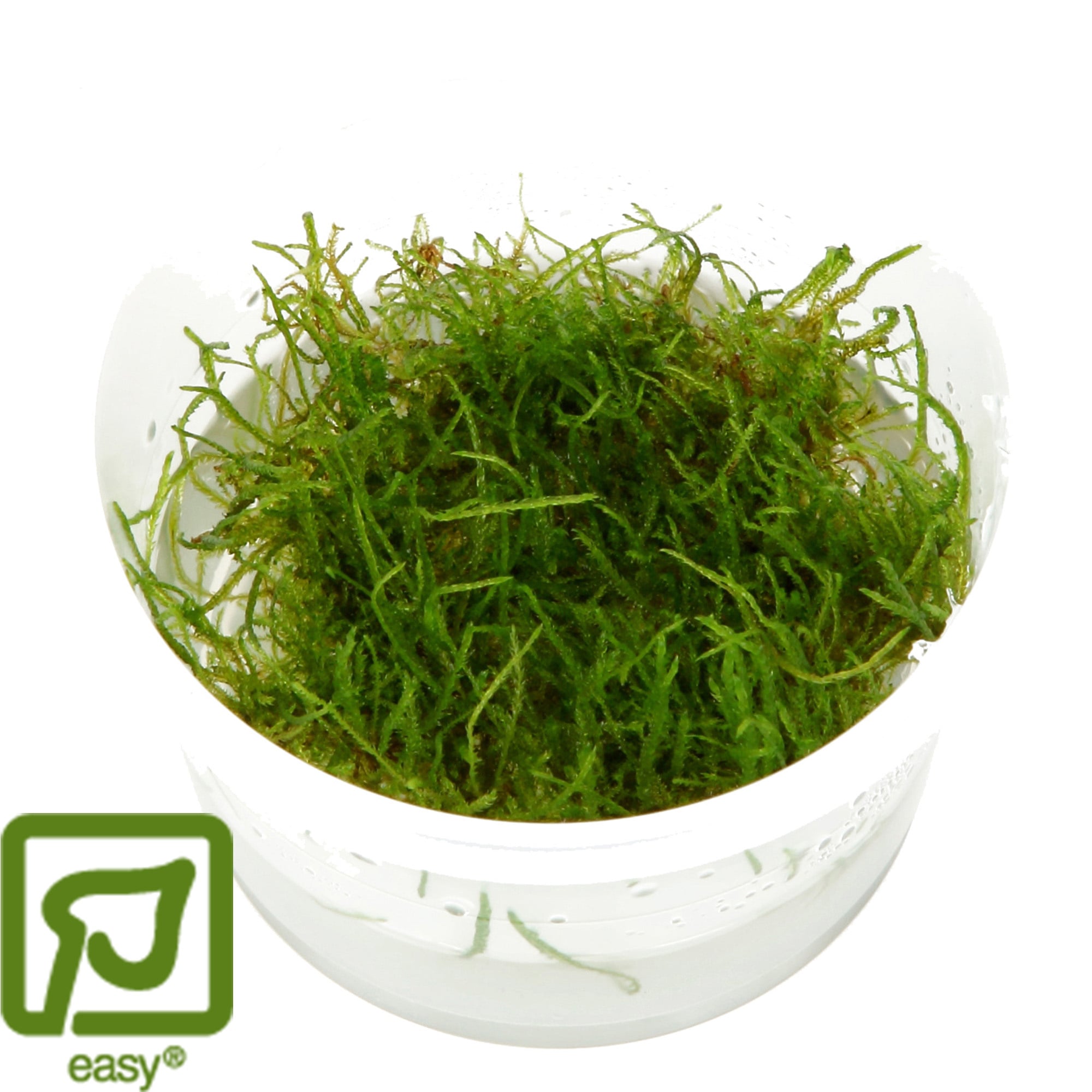 Taxiphyllum barbieri - Javamos 1-2-Grow!