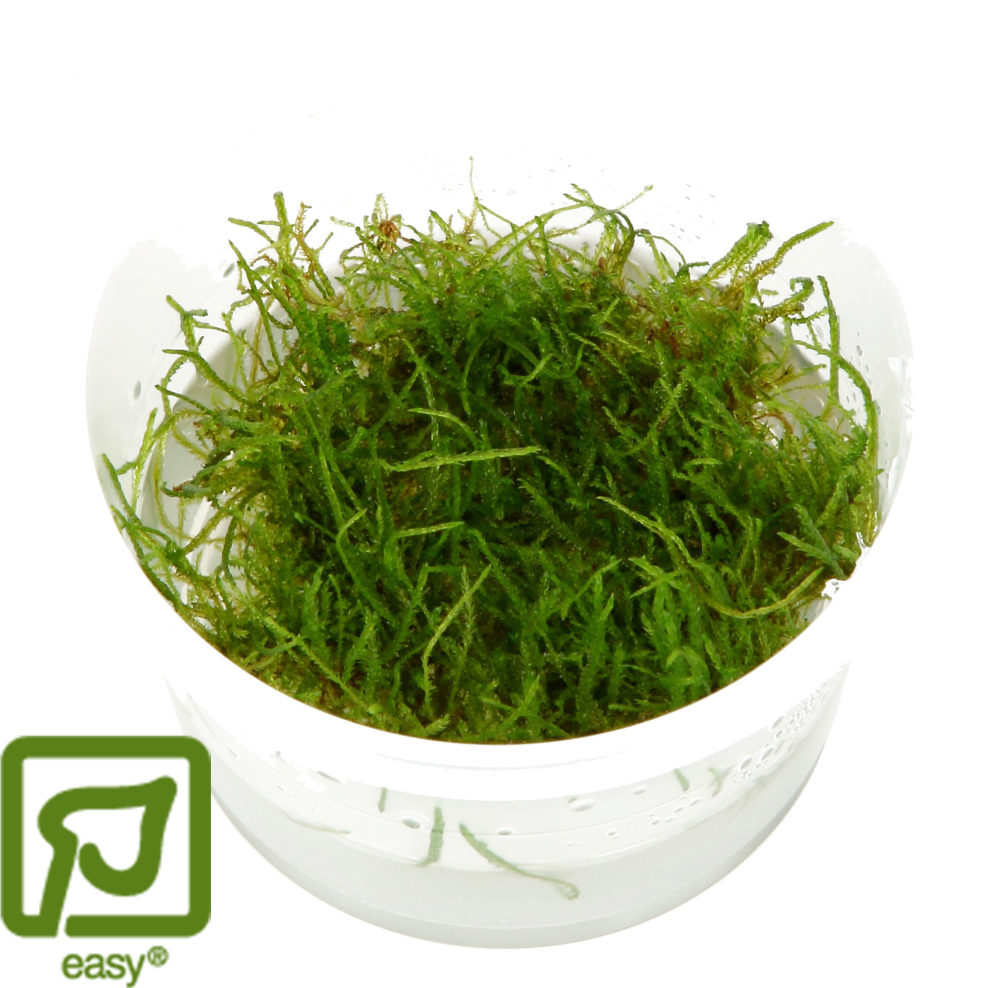 Taxiphyllum barbieri - Javamos 1-2-Grow!