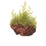 Taxiphyllum barbieri - Javamos 1-2-Grow!