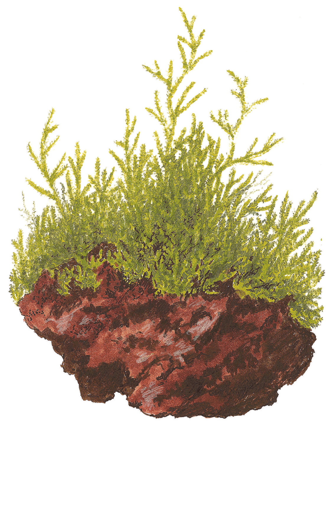 Taxiphyllum barbieri - Javamos 1-2-Grow!