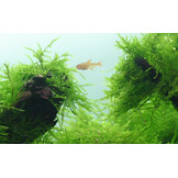 Taxiphyllum barbieri - Javamos 1-2-Grow!