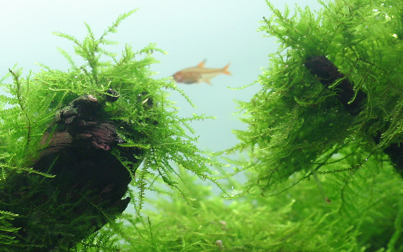 Taxiphyllum barbieri - Javamos 1-2-Grow!