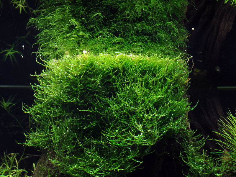 Taxiphyllum barbieri - Javamos 1-2-Grow!