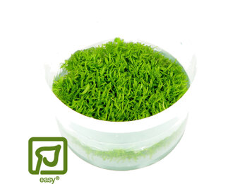 Utricularia graminifolia - 1-2-Grow!