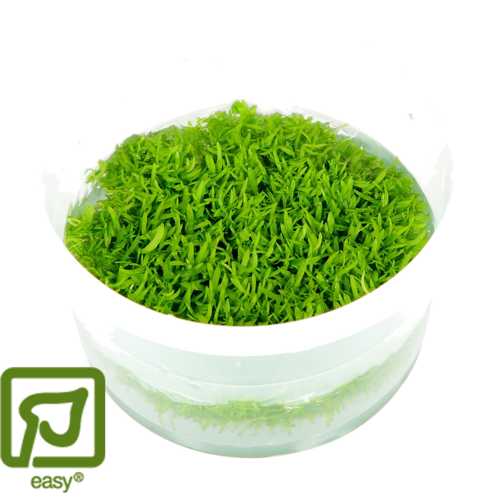 Utricularia graminifolia - 1-2-Grow!