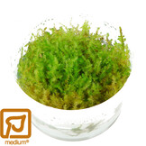 Vesicularia montagnei Christmas - 1-2-Grow!