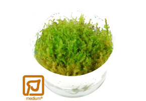 Vesicularia montagnei Christmas - 1-2-Grow!