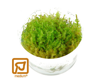 Vesicularia montagnei Christmas - 1-2-Grow!