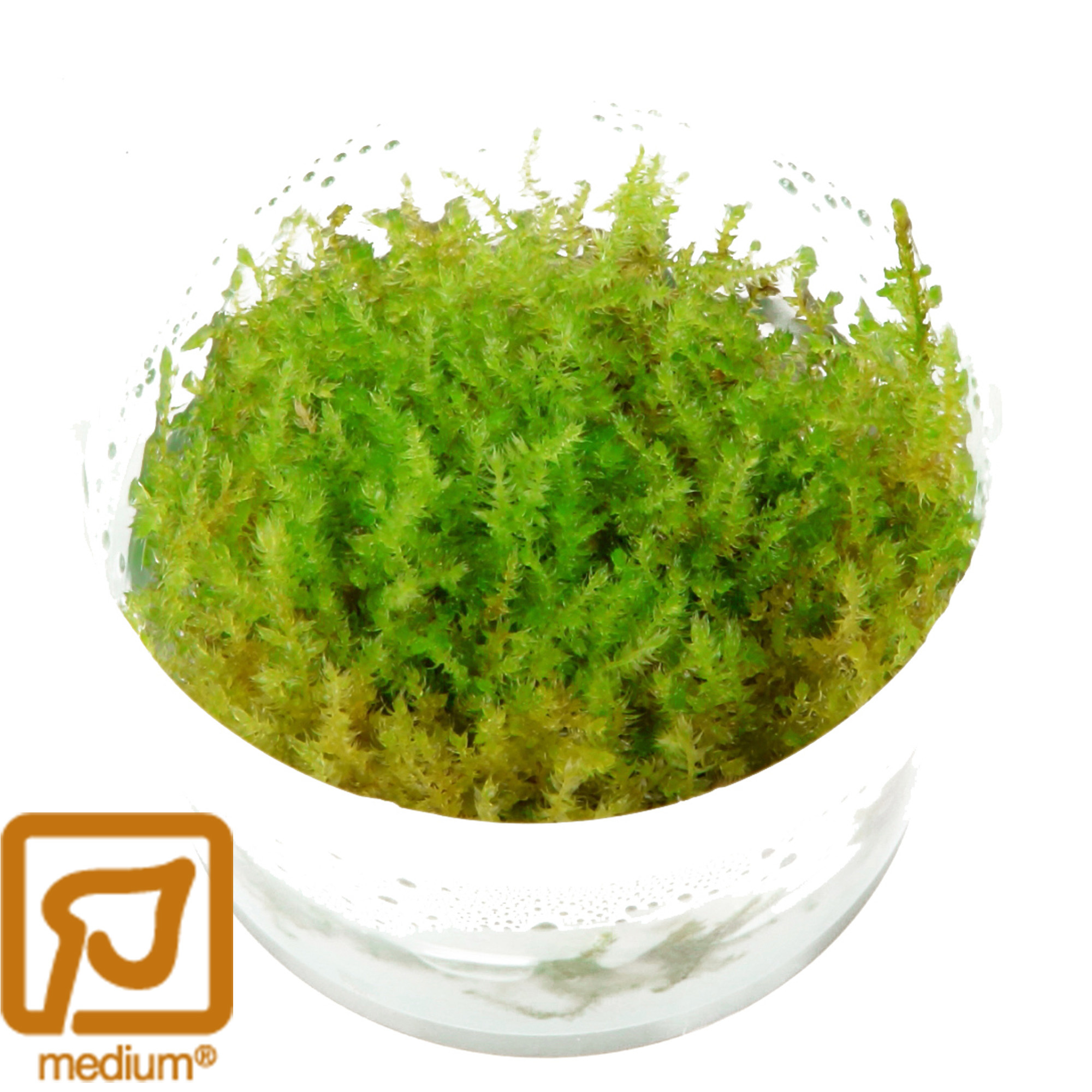 Vesicularia montagnei Christmas - 1-2-Grow!