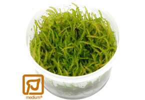 Vesicularia ferriei Weeping - 1-2-Grow!