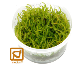 Vesicularia ferriei Weeping - 1-2-Grow!