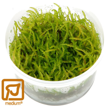 Tropica Vesicularia ferriei Weeping - 1-2-Grow!