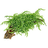 Vesicularia ferriei Weeping - 1-2-Grow!