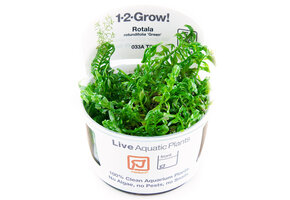 Rotala rotundifolia Green - 1-2-Grow!