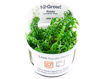 Rotala rotundifolia Green - 1-2-Grow!